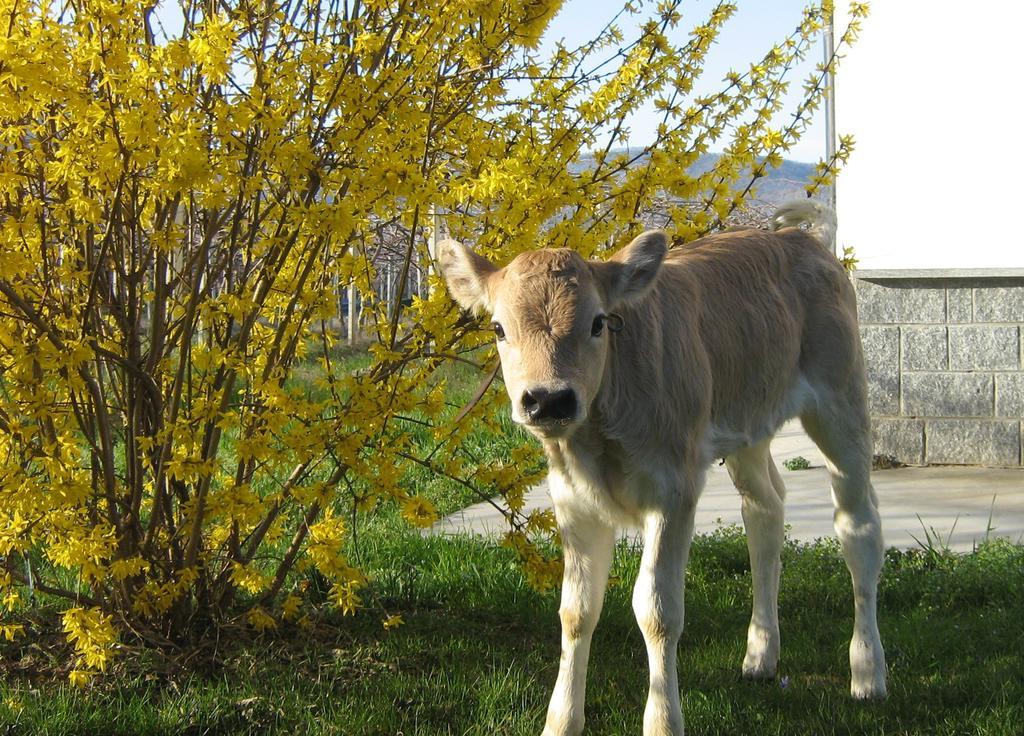 Agriturismo Fior Di Campo Dronero Εξωτερικό φωτογραφία